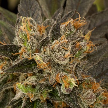 Семена конопли Blue Kush Feminised Gold