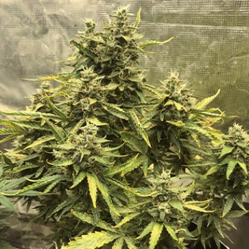 Семена конопли CBD Compassion Feminised Silver