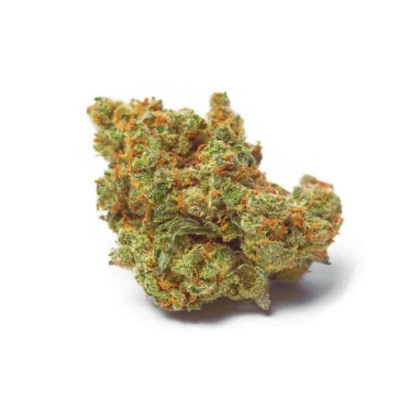 Насіння коноплі Critical Mass Feminised Gold