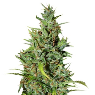 Семена конопли Auto Neville Haze Ryder Feminised Silver