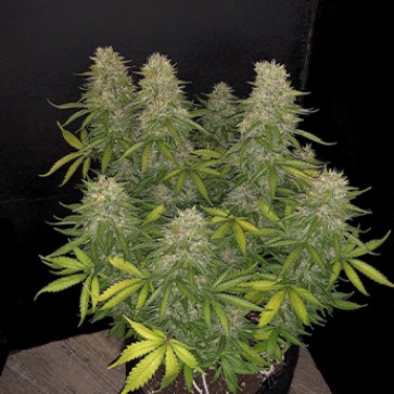 Семена конопли Auto Neville Haze Ryder Feminised Silver