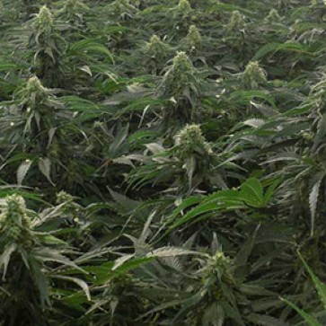 Семена конопли A.M.S. Feminised Silver