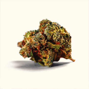 Семена конопли Auto Cream Caramel Feminised Gold