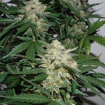 Насіння конопель Glueberry OG Feminised Silver