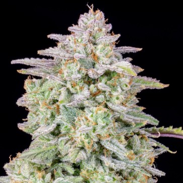 Насіння конопель Auto Runtz Feminised Silver