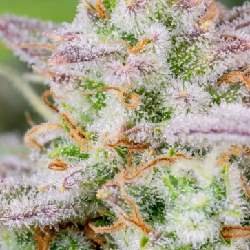 Насіння коноплі Auto Runtz Feminised Gold