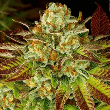 Biscotti x Mintz Feminised Gold Hemp Seeds