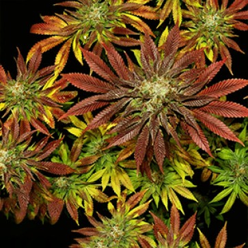 Biscotti x Mintz Feminised Gold Hemp Seeds