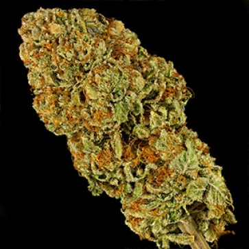 Biscotti x Mintz Feminised Gold Hemp Seeds