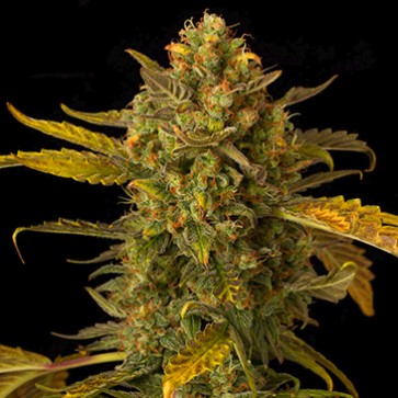 Семена конопли Auto Blue Kush Feminised