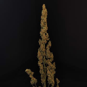 Семена конопли Bubblegum Extra Feminised Silver