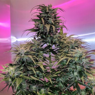 Насіння конопель CBD Charlotte's Angel Feminised Silver