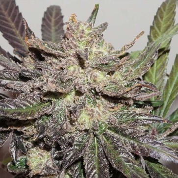 Насіння конопель CBD Charlotte's Angel Feminised Silver