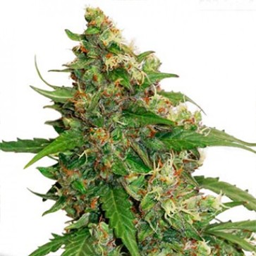 Семена конопли CBD Compassion Feminised Silver