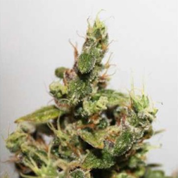 Семена конопли CBD Kush Feminised Silver