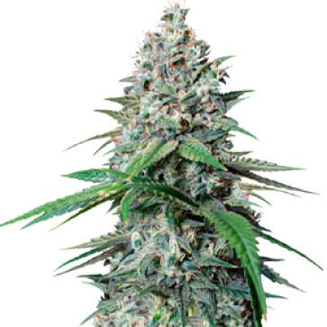 Насіння конопель Cookies Gelato Feminised Silver