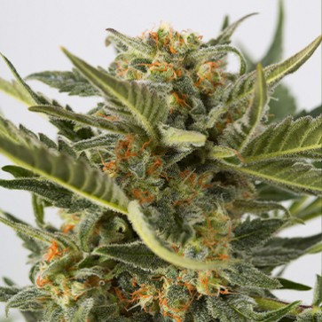 Насіння конопель Auto Critical + 2.0 Feminised