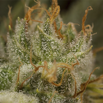 Насіння конопель Orange juice Feminised Silver