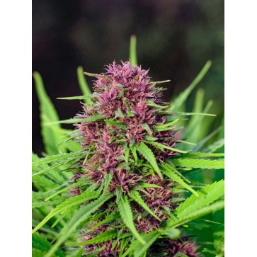 Семена конопли Frisian Dew Feminised Silver