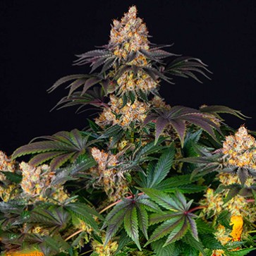 Gelato Feminised seeds