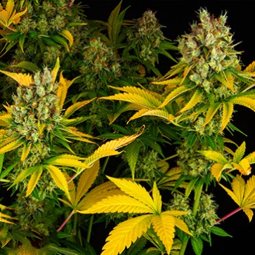 Семена конопли GMO Feminised