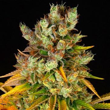 Семена конопли GMO Feminised