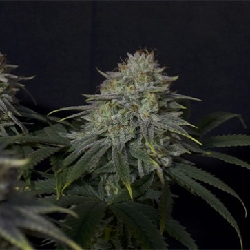 Семена конопли Gorilla Cookies Fast Flowering