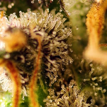 Семена конопли Gorilla Sherbet Fast Flovering