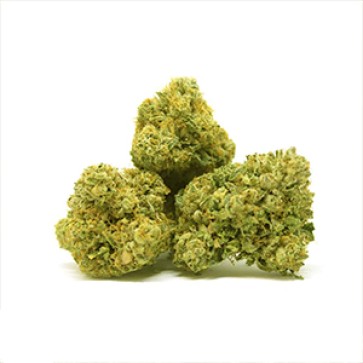 Семена конопли Great White Shark Feminised Gold