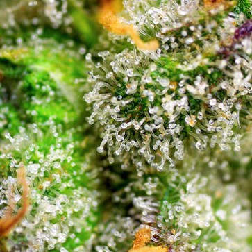 Семена конопли Green Poison Fast Flovering