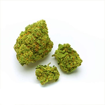 Himalaya Gold Feminised Gold Hemp Seeds