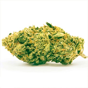 Семена конопли K-2 Feminised Gold