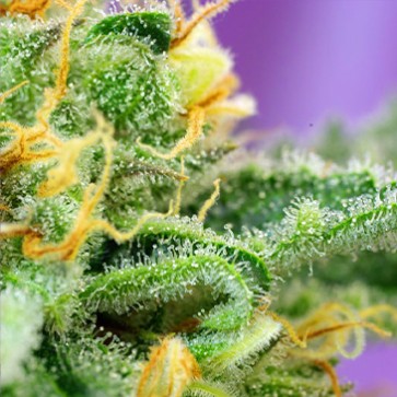 Семена конопли Auto Killer Kush Feminised