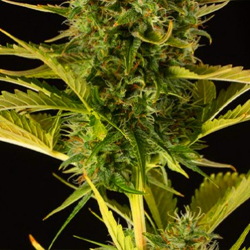 Семена конопли Auto Kush'N'Cheese Feminised