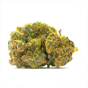 Lavender Feminised Gold Hemp Seeds