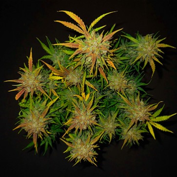 Auto Lemon AK Feminised Hemp Seeds