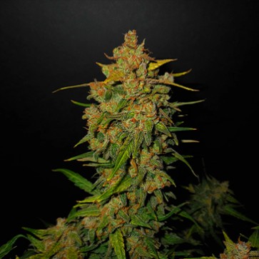 Auto Lemon AK Feminised Hemp Seeds