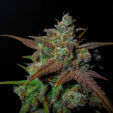 Auto Lemon AK Feminised Hemp Seeds