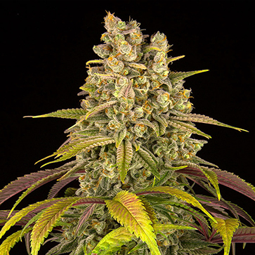 Lemon Tree Feminized Silver Hemp Seeds