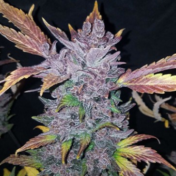 Семена конопли Auto LSD-25 Feminised