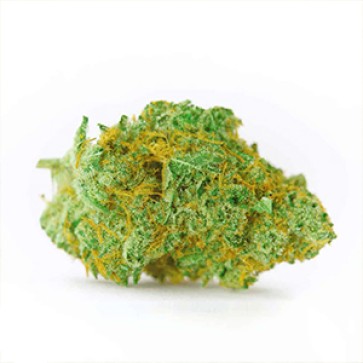 Master Kush Feminised Gold Hemp Seeds