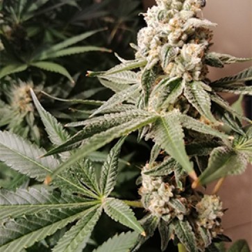 Семена конопли Meringue Feminised Silver
