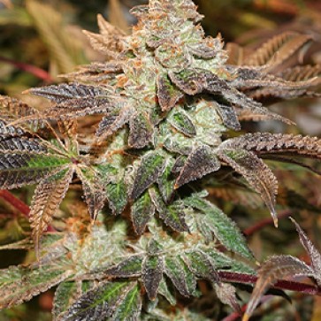 Семена конопли Meringue Feminised Silver