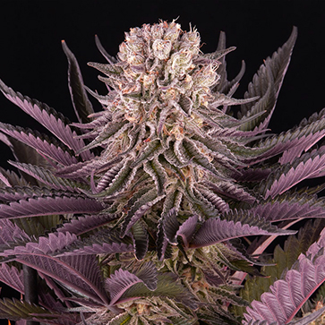 Семена конопли Mimosa Orange Punch Feminised Silver