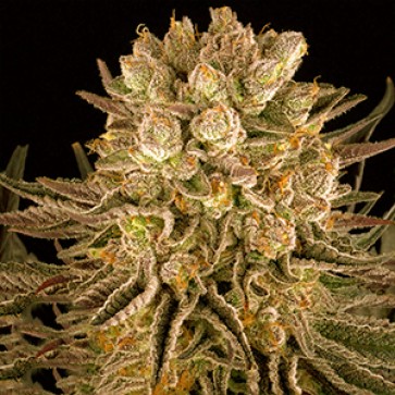 Семена конопли Mimosa x Orange Punch Feminised Gold