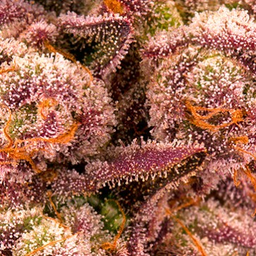 Mimosa X Orange Punch Feminised seeds