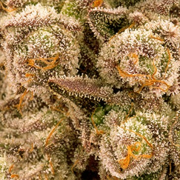 Семена конопли Mimosa x Orange Punch Feminised Gold