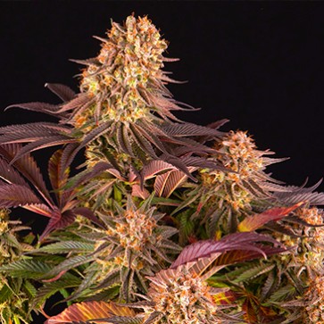 Mimosa X Orange Punch Feminised seeds