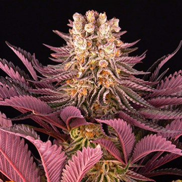 Mimosa X Orange Punch Feminised seeds