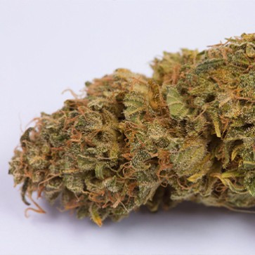 Насіння конопель Auto OG Kush Feminised